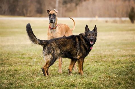 Beautiful German Shepherd Great Dane