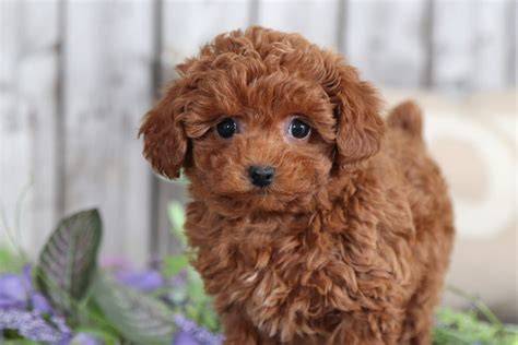 Beautiful Ginger Toy Poodle