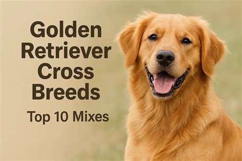 Beautiful Golden Retriever Cross Breeds