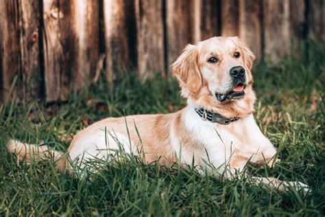 Beautiful Golden Retriever Intelligence