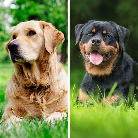 Beautiful Golden Retriever Mixed With Rottweiler