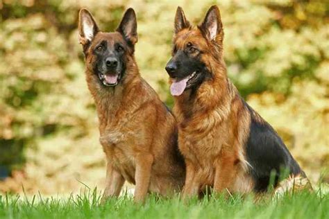 Beautiful Good Companion Dog For German Shepherd