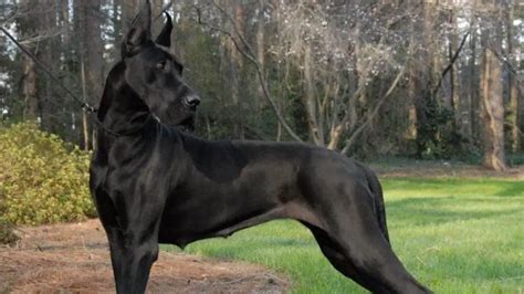 Beautiful Great Dane Doberman Mix
