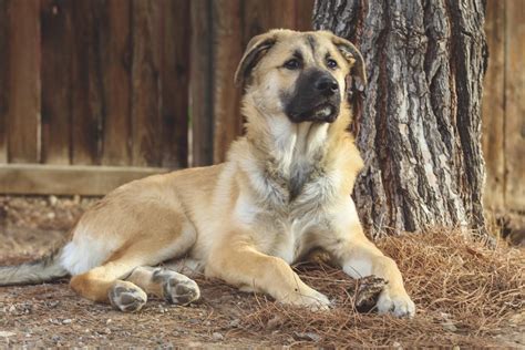Beautiful Great Pyrenees German Shepherd Mix