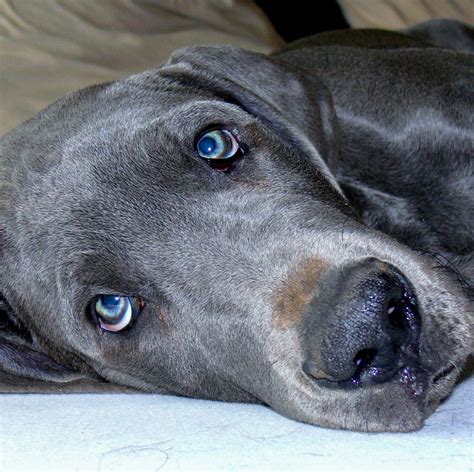 Beautiful Grey Doberman