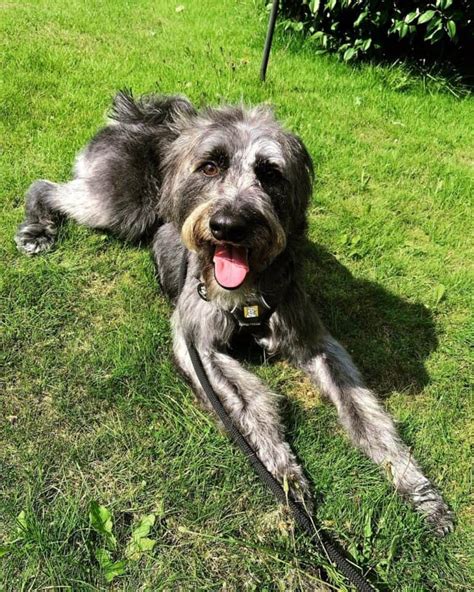 Beautiful Greyhound Poodle Mix