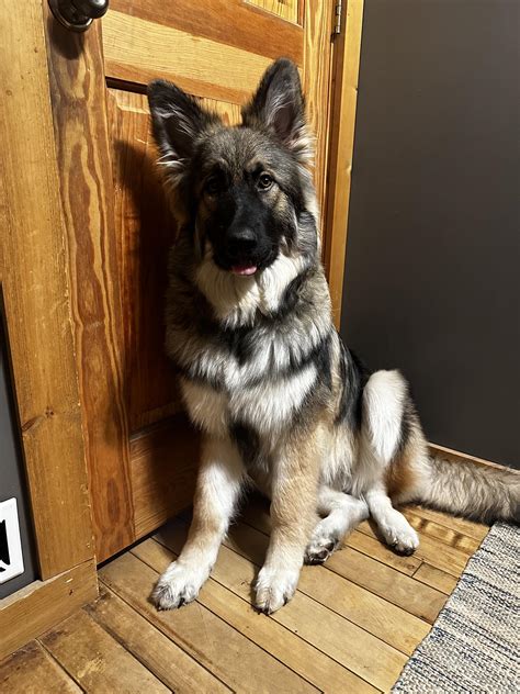 Beautiful Gsd X Malamute