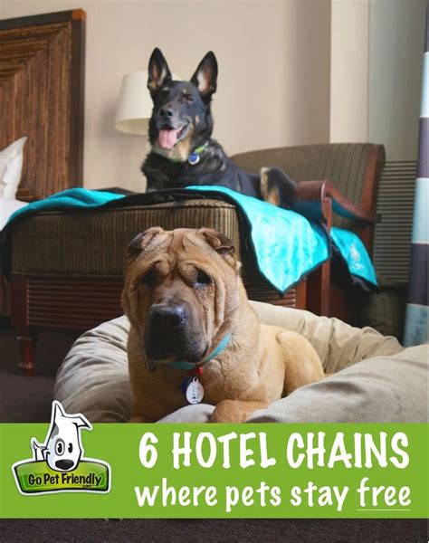 Beautiful Hotels Which Allow Dogs