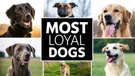 Beautiful How To Make A Dog Loyal