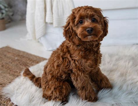 Beautiful How To Raise A Cockapoo Puppy