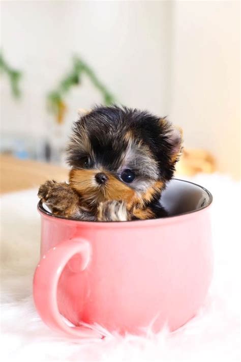Beautiful How To Train A Teacup Puppy