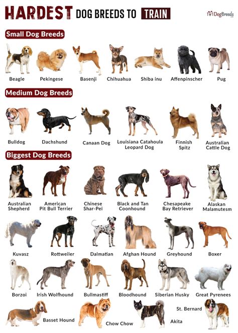 Beautiful How To Train Difficult Dogs