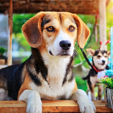Beautiful Husky Beagle
