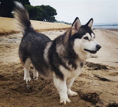 Beautiful Husky Corgi