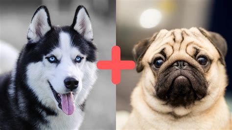 Beautiful Husky Mixed With Pug