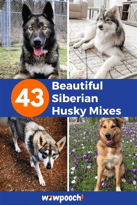 Beautiful Husky Mixes