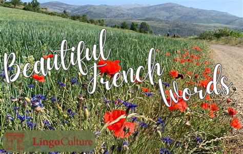 Discover the Beauty of French: Explore the Language of Romance