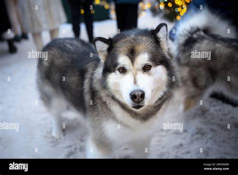 Beautiful Malamute Husky