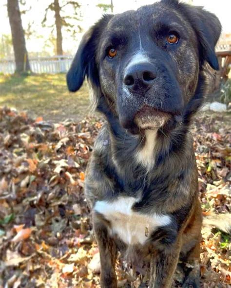 Beautiful Mastiff Collie Mix
