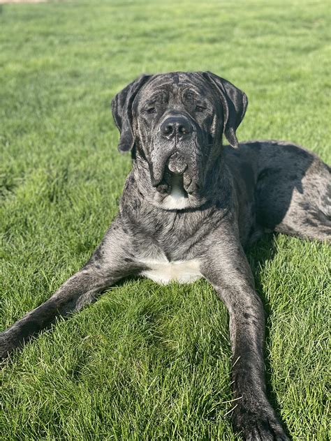 Beautiful Mastiff Cross Great Dane