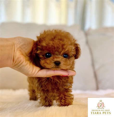 Beautiful Micro Teacup Poodle