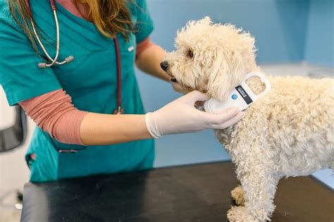 Beautiful Microchipping For Dogs