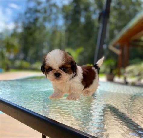 Beautiful Mini Shih Tzu Puppies