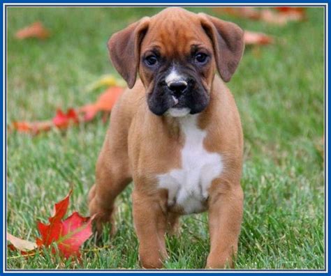 Beautiful Miniature Boxer Puppies