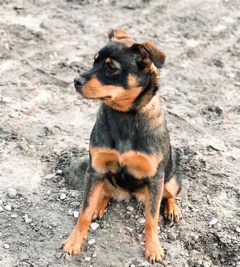 Beautiful Miniature Rottweiler