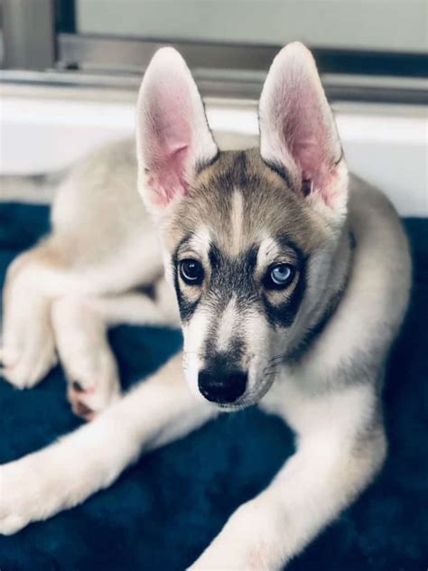 Beautiful Mixed Husky Puppy