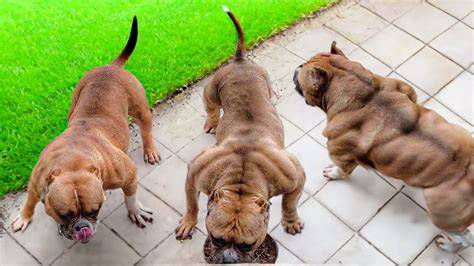 Beautiful Muscle Dogs