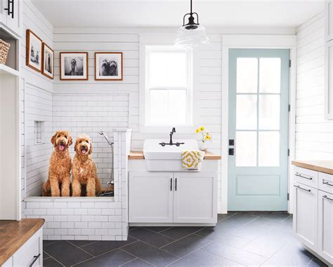 Beautiful New House Dog Features