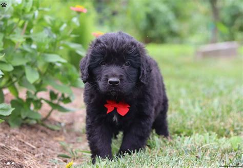 Beautiful Newfoundland Lab Mix For Sale