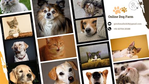 Beautiful Online Dog Community
