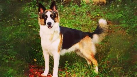 Beautiful Panda Shepherd