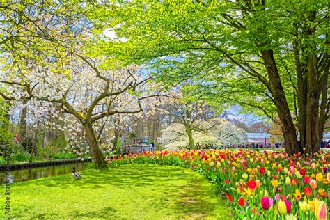 Beautiful Park In Spring Hd