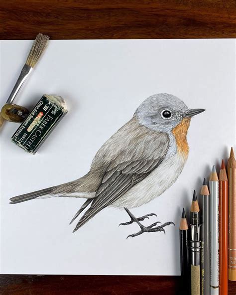 Beautiful Pencil Drawings Of Birds