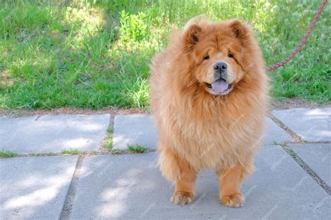Beautiful Pictures Infos Chow Chow Dog