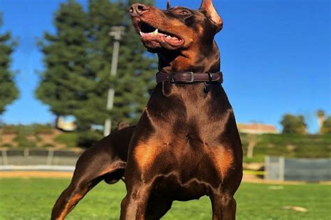 Beautiful Pit Bull Mix With Doberman
