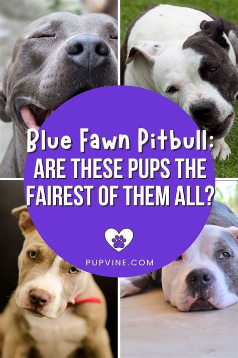 Beautiful Pitbull Personalities