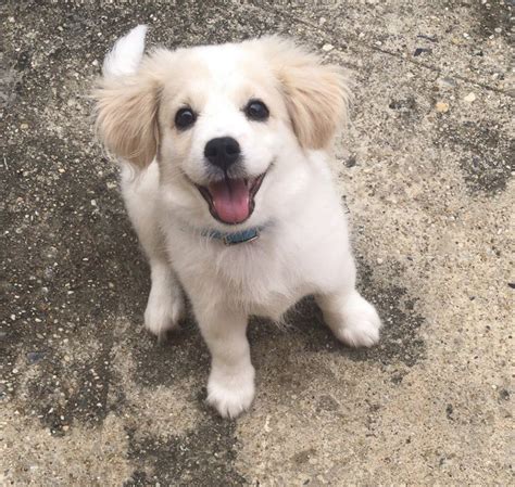 Beautiful Pomeranian Labrador Mix