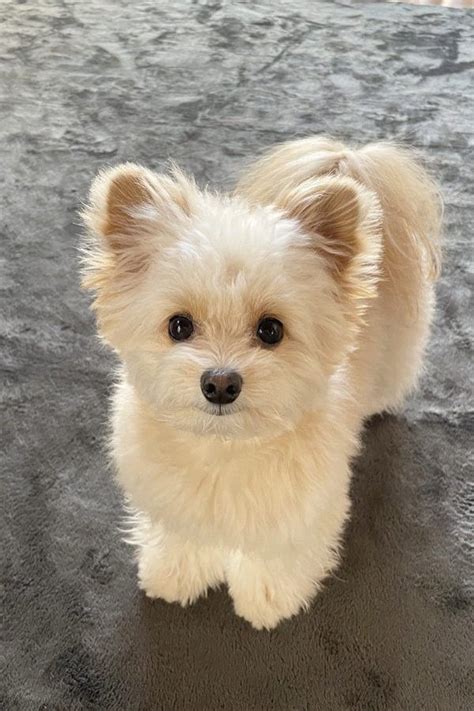 Beautiful Pomeranian Poodle Mix