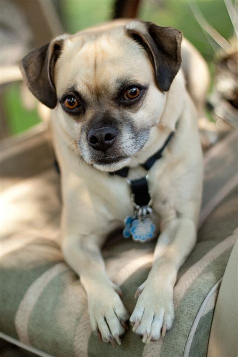 Beautiful Pug Mixed With Chihuahua