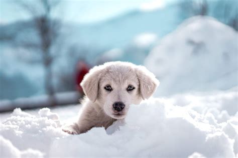 Beautiful Puppies Playing In The Snow