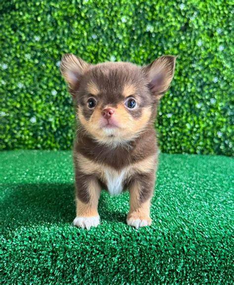 Beautiful Puppy To Sale