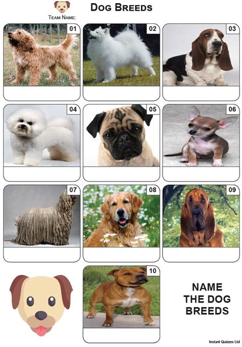 Beautiful Quizzes For Dogs