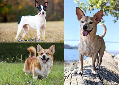 Beautiful Rat Terrier Corgi Mix