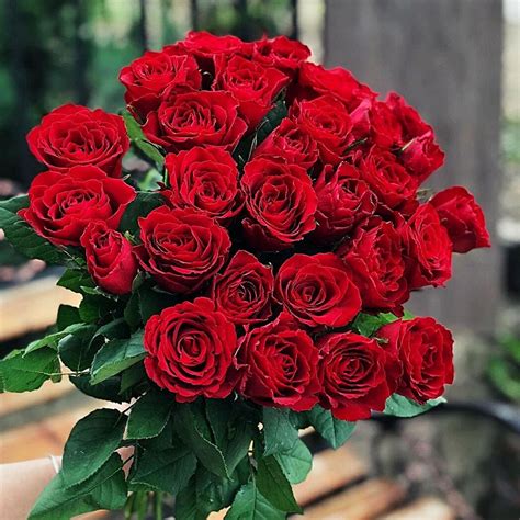 Crimson Charisma: Unveiling the Eternal Beauty of the Beautiful Red Rose