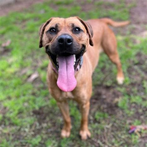 Beautiful Ridgeback X Mastiff