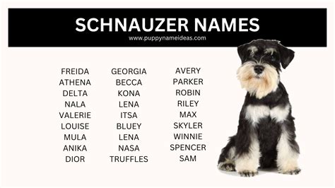Beautiful Schnauzer Dog Names